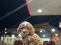 Kocaelinin en güzel toy poodle yavruları