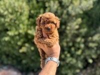 Toy Poodle Yavru Köpekler