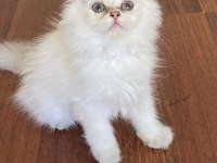 By1133 full şecereli golden dişi british longhair