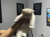 3 aylık golden british shorthair