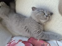 2 aylık yavru scottish fold