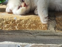 Scottish Fold beyaz panter