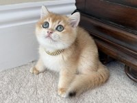 Safkan Golden British Shorthair