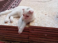 Yavru Scottish Fold