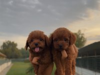 Sevginin en zarif hali toypoodle yavruları