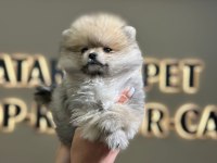 ANKARA MİNİPUPPY POMERANİAN BOO