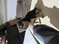 Şivava köpeğimize acil yuva aranıyor