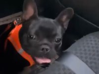 DİŞİ FRENCH BULLDOG 1 YAŞINDA