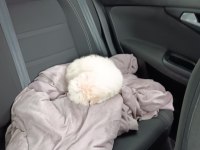 Yavru maltese terrier