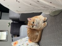 Golden British Shorthair