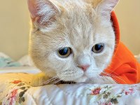 KEDİMİZ LEO İÇİN EŞ ARIYORUZ
