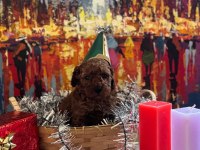 Red Brown Kore Toy Poodle Bebekler