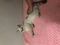 Yuva arıyoruz exotic shorthair