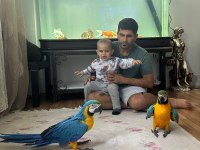 Belgeli Kırmızı Ara Macaw