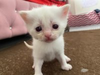 Safkan British Shorthair Dişi Yavru Yeni Yuvasını Arıyor