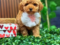 ŞEKER TADINDA MALTIPOO