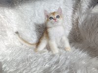 British shorthair golden ny12