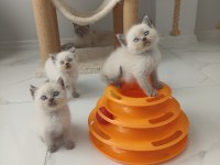 Bluepoint British Shorthair Yavruları A Kalite