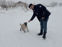 Kral sarı kangal yavruları