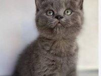 British shorthair yavrular