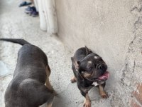 Micro Compact Blue Tan French Bulldog Dişi