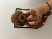 A+ ÜST KALİTE KORE ÇANTA BOY CÜCE POODLE BEBEKLER