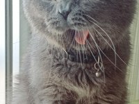 Scottish fold