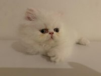 Mavi gözlü iran kedisi