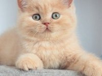 Tarçın CY Golden british shorthair