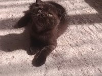 Çikolata scottish fold bebeğim