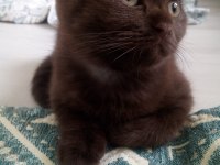 Chocolate point scottish fold