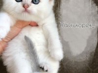 BRİTİSH SHORTHAİR YAVRULARI