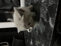 BRİTİSH SHORTHAİR UKRAYNA CİNSİ YAVRU KEDİLERİMİZ