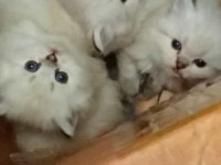 A KALİTE BRİTİSH YAVRULAR
