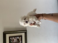 Orjinal Teacup 0 burun Kore Maltese erkek yavrularım