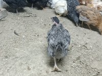 Karışık tavuklar yarkalar