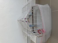 1 çift muhabbet kuşu kafes bütün aparatlarıyla beraber