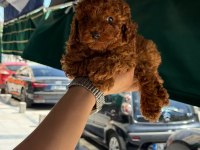 SAĞLIK VE IRK GARANTİLİ KORE POODLE