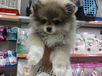 Yeni yuvalarına gitmeye hazır pomeranian