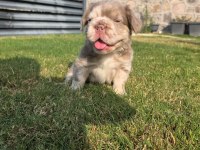 FLUFFY BİG ROPE EGZOTİK FRENCH BULLDOG YAVRULAR
