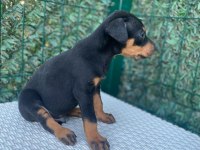 A kalite doberman köpekleri