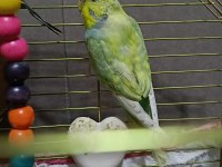 Yavru Muhabbet Kuşları
