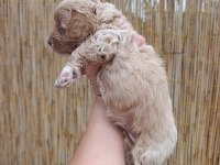 Sağlık Garantili, Üst Kalite Maltipoo Yavrular