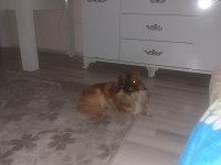 Pekinez köpeğimizi ücretsiz sahiplendirmek istiyoruz