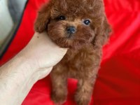 Tüy dökmeyen kalite sağlık ırk garantili poodle yavrularımız