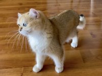 Şecereli British Shorthair yetişkin dişi