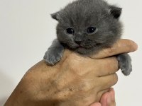 10 günlük yavrular scottish fold