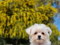 Sevimli Teacup Morkie Yavrularımız