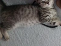 Mınisler yuvalarını arıyor scottish fold