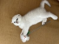 Anne baba şecereli dişi scottish fold